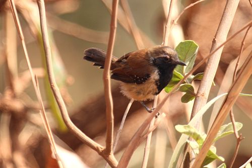 Rusty-backed antwren